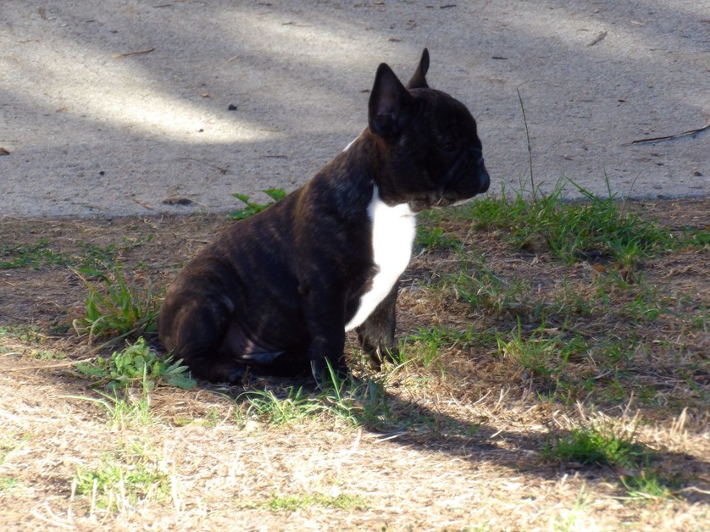 des Bois de la Villotte - Chiots disponibles - Bouledogue français