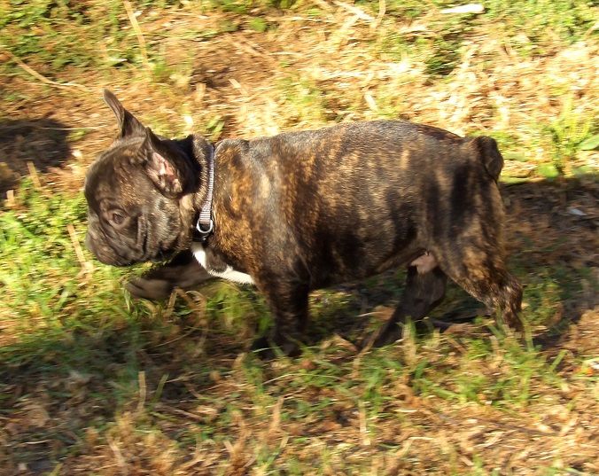 des Bois de la Villotte - Chiots disponibles - Bouledogue français