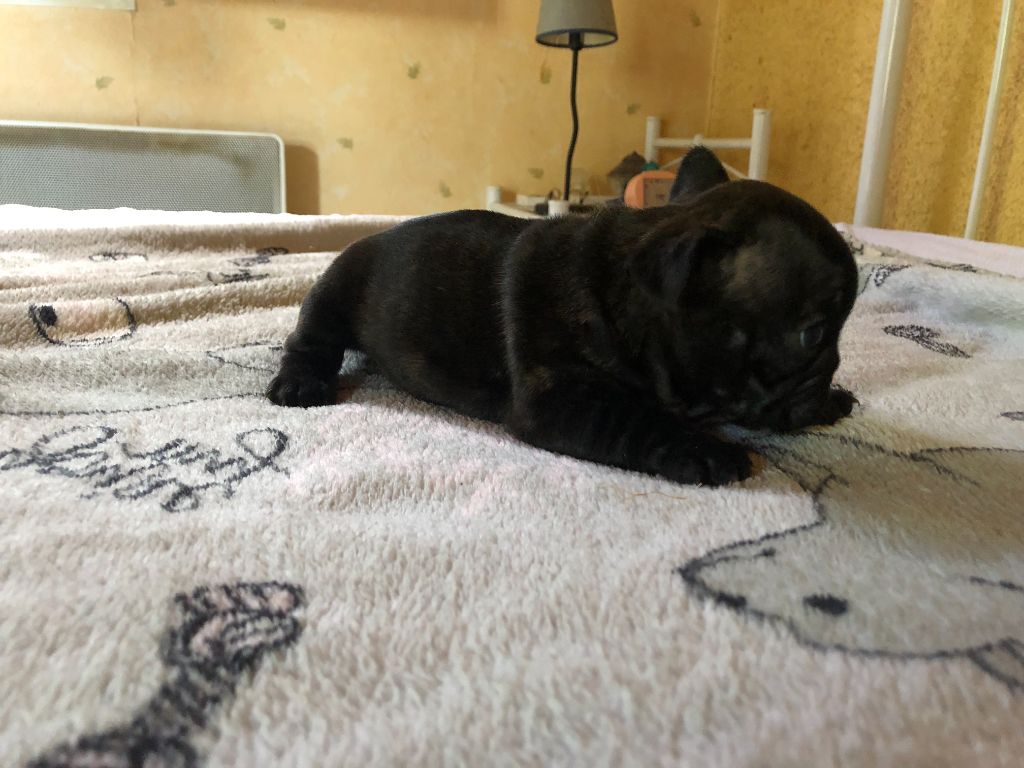 des Bois de la Villotte - Chiots disponibles - Bouledogue français